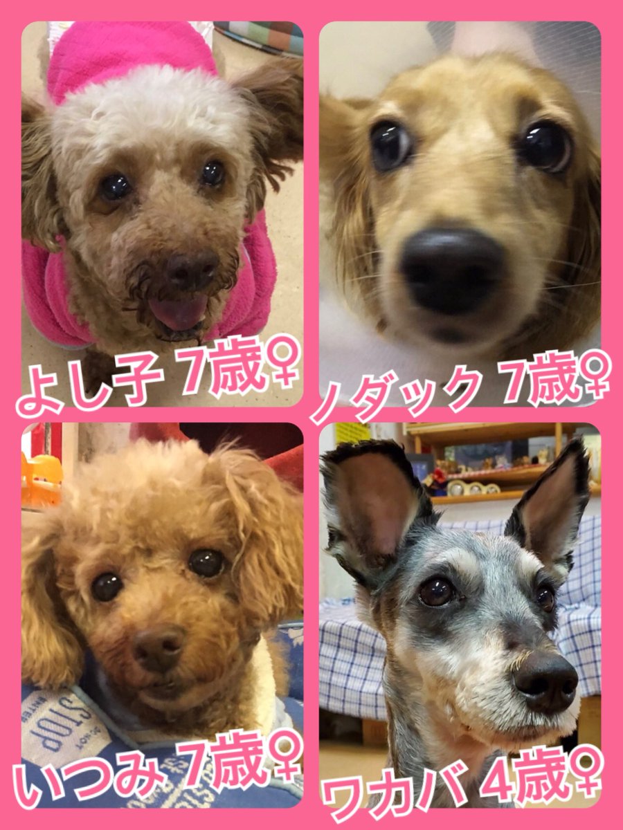 🐾今日の里親様募集中ワンコ🐶メンバーです🐾2019,11,30